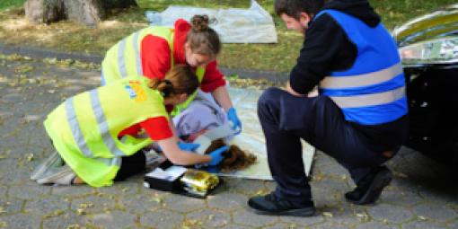 Schulsanitäter:innen versorgen die Kopfplatzwunde einer bewusstlosen Person.