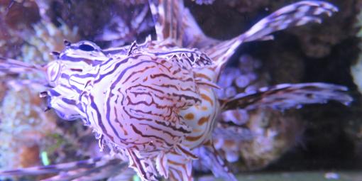 Fisch im Meeresaquarium Fisch im Meeresaquarium